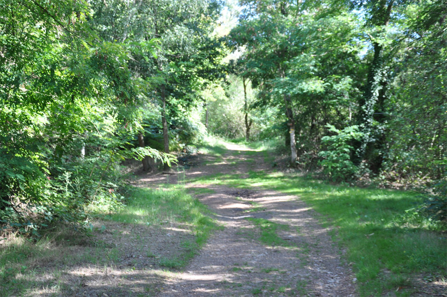 Forêt de la Vaysse